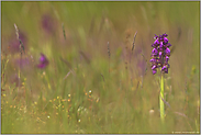 auf der Orchideenwiese... Kleines Knabenkraut *Orchis morio*