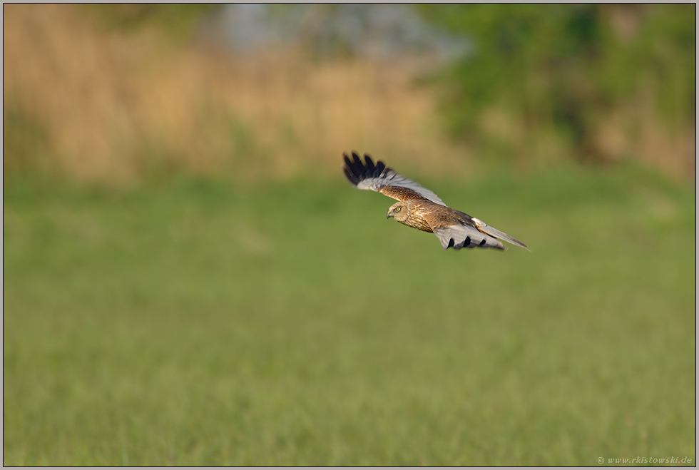im Suchflug... Rohrweihe *Circus aeruginosus*
