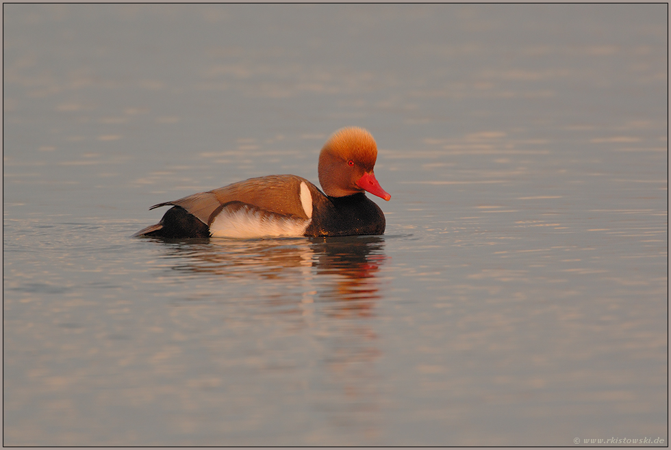 auf Brautschau... Kolbenente *Netta rufina*, Männchen