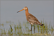 im Flachwasser...  Uferschnepfe *Limosa limosa*