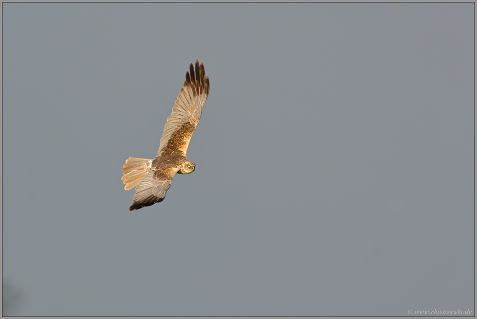 Jagdflug... Rohrweihe *Circus aeruginosus*