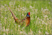 weiter geht's... Fasan *Phasianus colchicus*