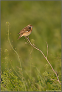 im Lebensraum... Braunkehlchen *Saxicola rubetra*