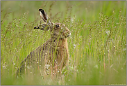 im Blick... Feldhase *Lepus europaeus*