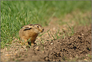 am Feldrand... Junghase *Lepus europaeus*