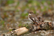 am Waldboden... Trauerschnäpper *Ficedula hypoleuca*