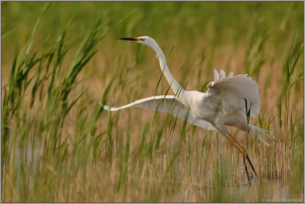 gegen den Wind... Silberreiher *Casmerodius albus*