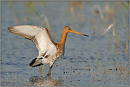 recken und strecken... Uferschnepfe *Limosa limosa*