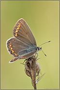 ein Weibchen... Hauhechel-Bläuling *Polyommatus icarus*