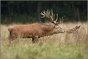 Annäherung... Rothirsch *Cervus elaphus*