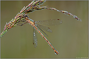 taubedeckt...  Gemeine Binsenjungfer *Lestes sponsa*