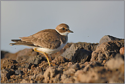 ganz im Süden... Sandregenpfeifer (juv.) *Charadrius hiaticula*