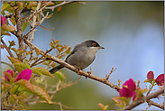 in der Bougainvillea... Samtkopfgrasmücke *Sylvia melanocephala*