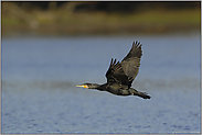 aufmerksamer Jäger "Vogel des Jahres 2010"... Kormoran *Phalacrocorax carbo*