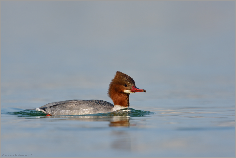 noch ein Wintergast... Gänsesäger *Mergus merganser*