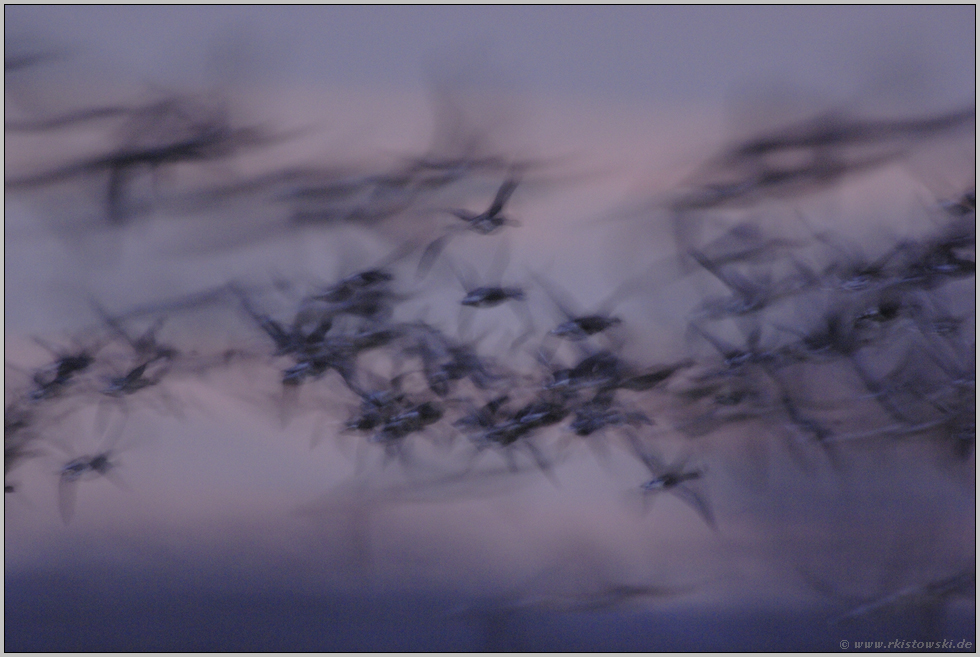 erstes Licht... Blässgänse *Anser albifrons*