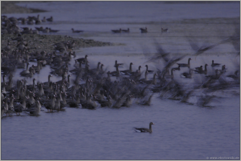 es geht los (2/7) ... Blässgänse *Anser albifrons*