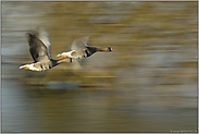 schneller Flug... Blässgänse *Anser albifrons*