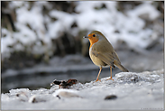 am kalten Wasser... Rotkehlchen *Erithacus rubecula*