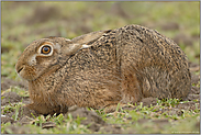 entdeckt... Feldhase *Lepus europaeus*