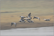 im Vorbeiflug... Weißwangengänse *Branta leucopsis*