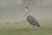 heimlicher Jäger... Graureiher *Ardea cinerea*