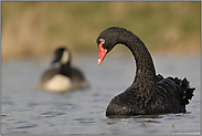 ausgebüxt... Trauerschwan *Cygnus atratus*