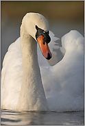 erhaben... Höckerschwan *Cygnus olor*