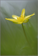 am Wegesrand... Scharbockskraut *Ranunculus ficaria*