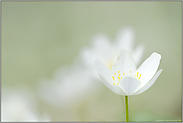 ganz in weiß... Buschwindröschen *Anemone nemorosa*