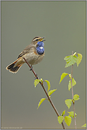 es singt und singt... Blaukehlchen *Luscinia svecica*