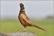 und kräht der Hahn erst auf dem Mist... Fasan *Phasianus colchicus*