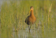 im rostroten Brutkleid... Uferschnepfe *Limosa limosa*