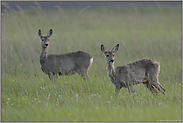 im letzten Licht... Rehe *Capreolus capreolus*