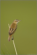 immer auf der Hut... Schilfrohrsänger *Acrocephalus schoenobaenus*