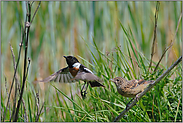 weiter geht's... Schwarzkehlchen *Saxicola torquata*