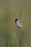 ein (fast) einsamer Halm... Rohrammer *Emberiza schoeniclus*