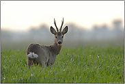 frühes Gegenlicht... Rehbock *Capreolus capreolus*