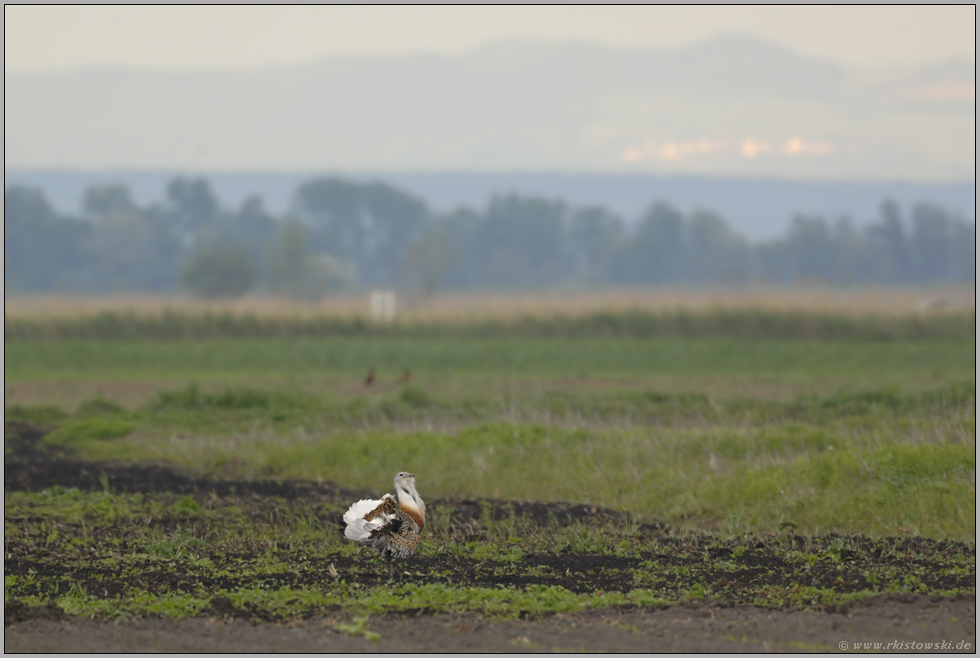 während der Balz... Großtrappe *Otis tarda*