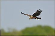 Gaukelflug... Rohrweihe *Circus aeruginosus*