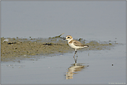 eine besondere Beobachtung... Seeregenpfeifer *Charadrius alexandrinus*