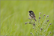 erfolgreich... Schwarzkehlchen *Saxicola torquata*