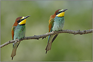 im Doppelpack... Bienenfresser *Merops apiaster*