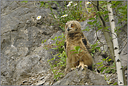 zeigt her eure Füße... Europäischer Uhu (Ästling) *Bubo bubo*