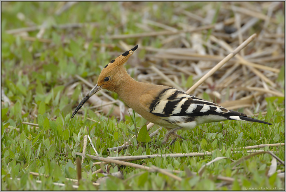 die letzte Aufnahme... Wiedehopf *Upupa epops*
