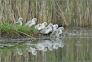 von wegen, häßliche Entlein... Höckerschwan *Cygnus olor*