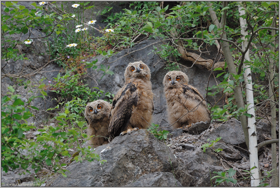 der 22.05.2009... Europäischer Uhu (Ästlinge) *Bubo bubo*