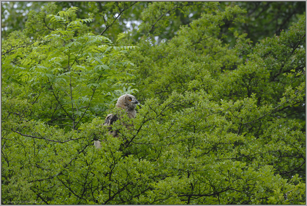 baff erstaunt... Europäischer Uhu (Ästling) *Bubo bubo*