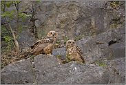 Mitte Juni... Europäischer Uhu (Ästlinge) *Bubo bubo*