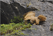 recken und strecken... Europäischer Uhu (Ästling) *Bubo bubo*